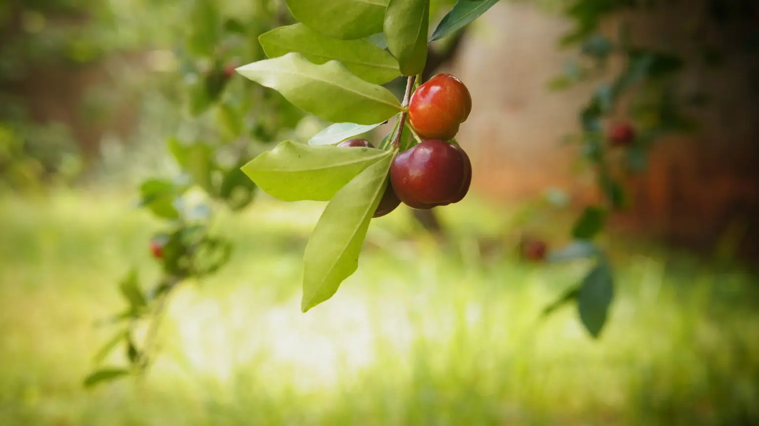 Os resíduos de acerola são uma alternativa sustentável para conservação de alimentos