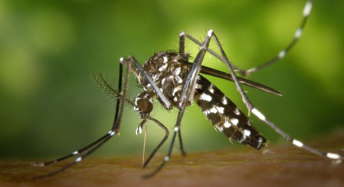 A Dengue